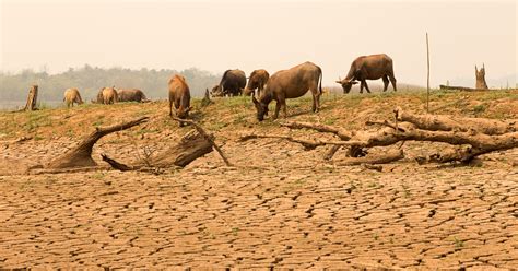 自然界 動物|地球温暖化による野生生物への影響